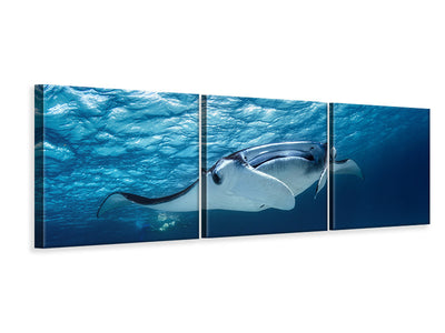 panoramic-3-piece-canvas-print-manta-ray