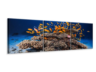 panoramic-3-piece-canvas-print-marine-life