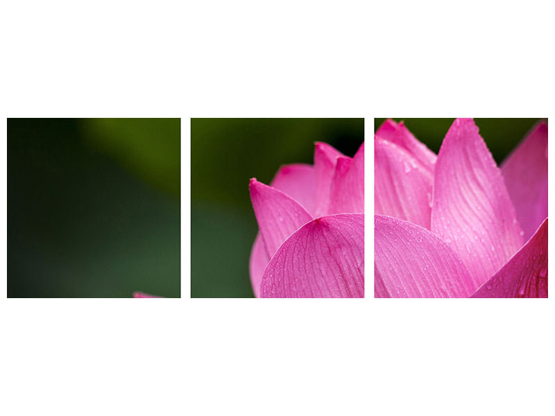 panoramic-3-piece-canvas-print-marko-lotus-in-pink