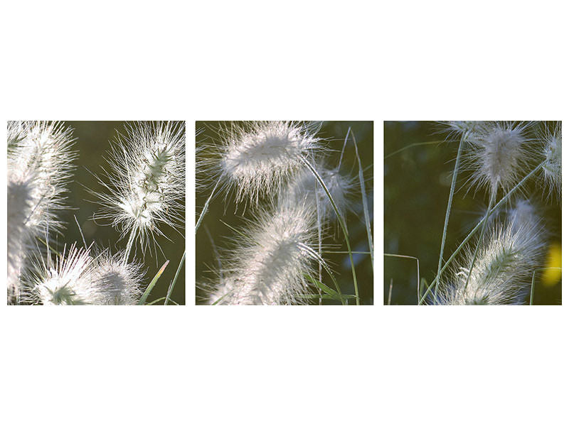 panoramic-3-piece-canvas-print-ornamental-grasses-in-xl