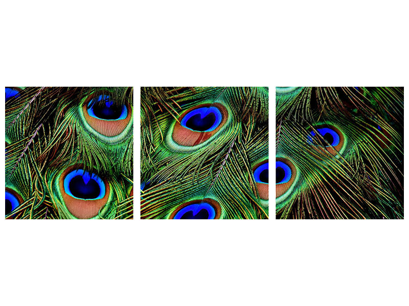 panoramic-3-piece-canvas-print-peacock-feathers-xxl