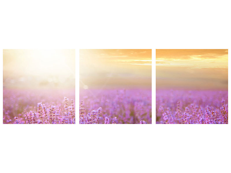 panoramic-3-piece-canvas-print-sunset-in-lavender-field