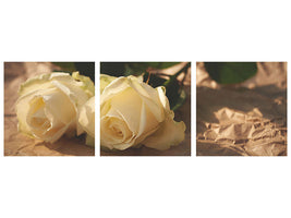 panoramic-3-piece-canvas-print-the-purity-of-the-roses