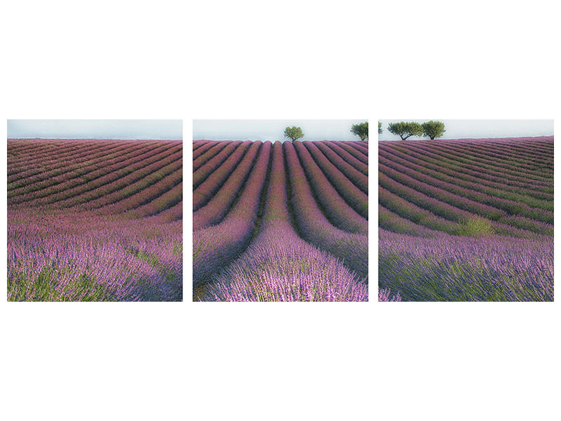 panoramic-3-piece-canvas-print-velours-de-lavender