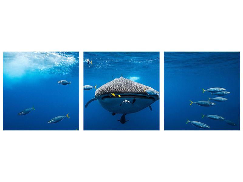 panoramic-3-piece-canvas-print-whale-shark-escorted-by-a-school-of-bonito