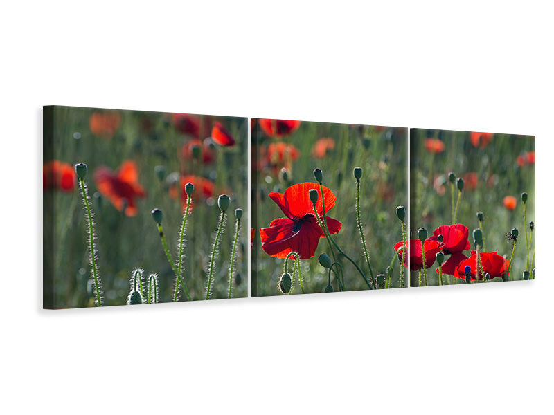 panoramic-3-piece-canvas-print-wild-poppy