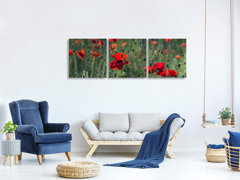 panoramic-3-piece-canvas-print-wild-poppy