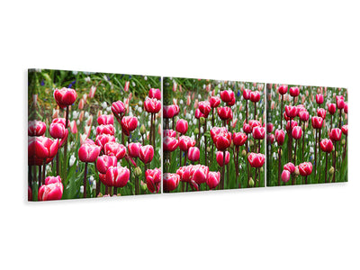 panoramic-3-piece-canvas-print-wild-tulip-field