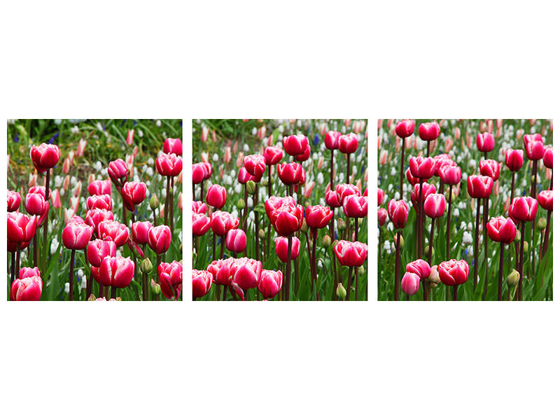 panoramic-3-piece-canvas-print-wild-tulip-field