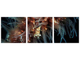 panoramic-3-piece-canvas-print-zanzibar-whip-coral-shrimp