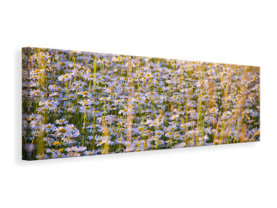 panoramic-canvas-print-a-field-full-of-camomile