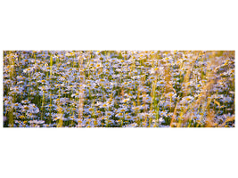 panoramic-canvas-print-a-field-full-of-camomile