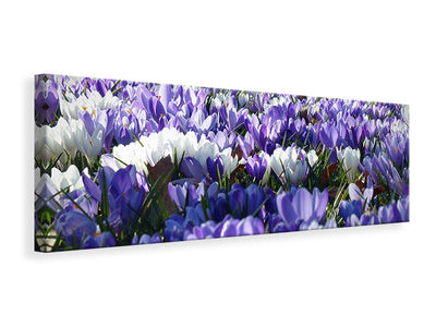 panoramic-canvas-print-a-field-full-of-crocuses