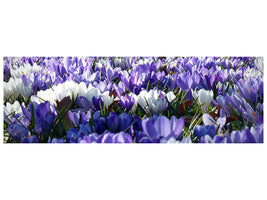 panoramic-canvas-print-a-field-full-of-crocuses