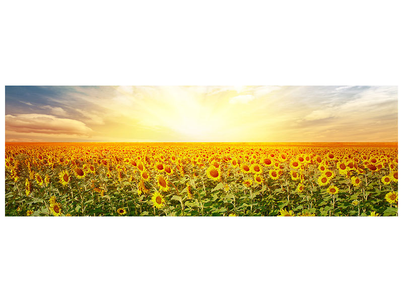 panoramic-canvas-print-a-field-full-of-sunflowers