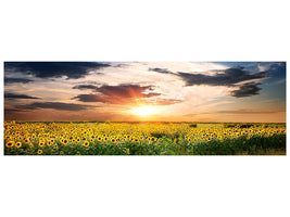 panoramic-canvas-print-a-field-of-sunflowers