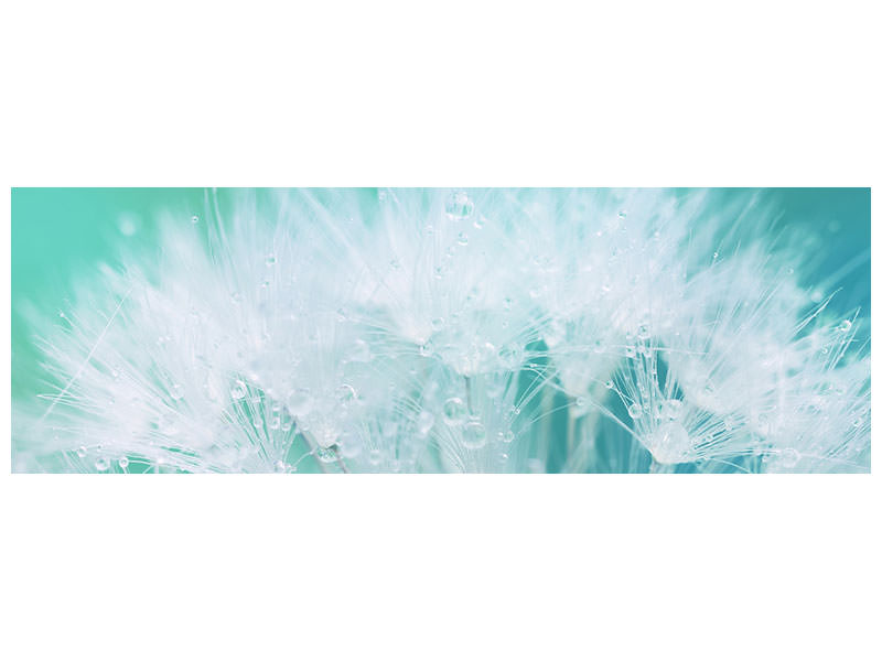 panoramic-canvas-print-close-up-dandelion-in-morning-dew