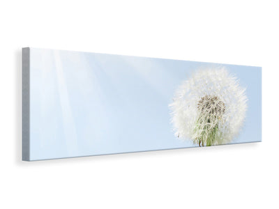panoramic-canvas-print-dandelion-in-sunbeam