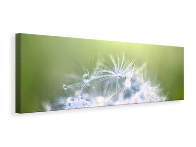 panoramic-canvas-print-dandelion-xl-in-morning-dew