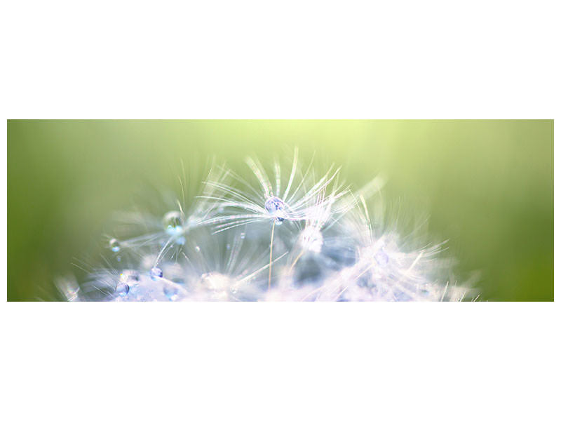 panoramic-canvas-print-dandelion-xl-in-morning-dew