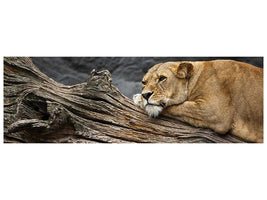 panoramic-canvas-print-dreaming-lioness