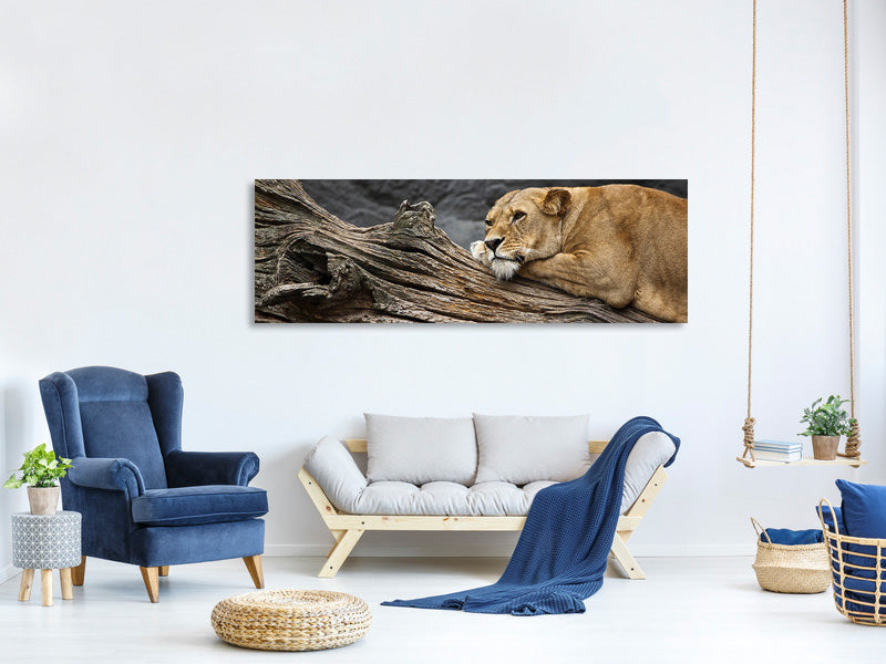 panoramic-canvas-print-dreaming-lioness