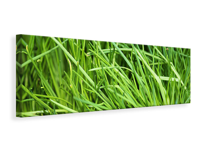 panoramic-canvas-print-fresh-chives-xl