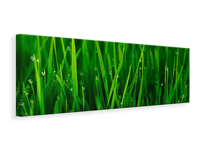 panoramic-canvas-print-grass-with-morning-dew