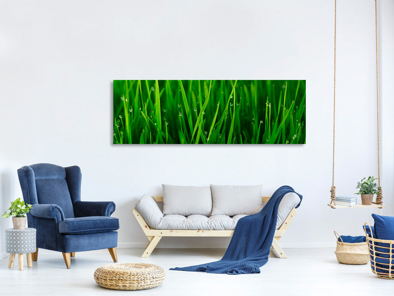 panoramic-canvas-print-grass-with-morning-dew