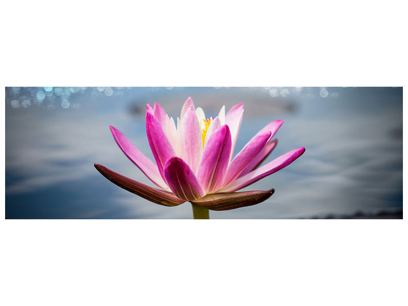 panoramic-canvas-print-lotus-in-the-morning-dew