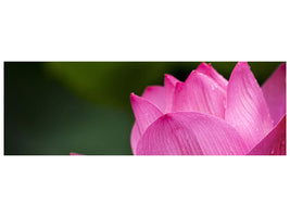 panoramic-canvas-print-marko-lotus-in-pink