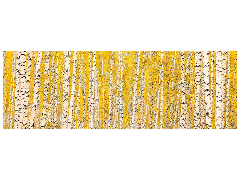 panoramic-canvas-print-the-birch-forest-in-autumn