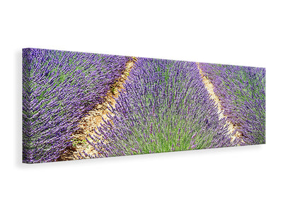 panoramic-canvas-print-the-lavender-field