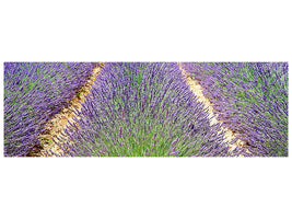 panoramic-canvas-print-the-lavender-field