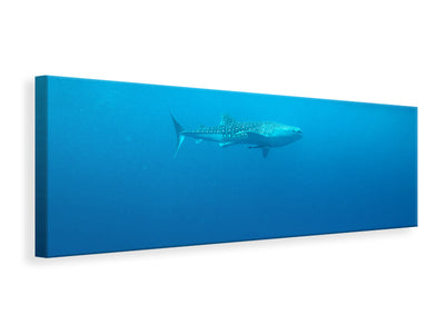 panoramic-canvas-print-the-whale-shark