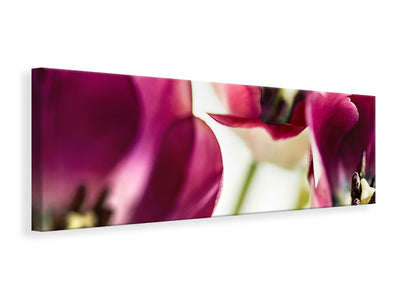 panoramic-canvas-print-tulip-iv