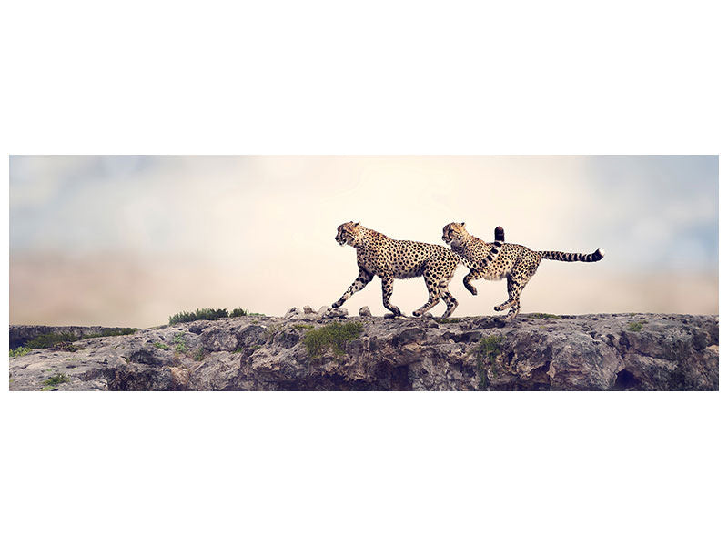 panoramic-canvas-print-two-cheetahs