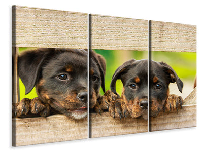 3-piece-canvas-print-2-rottweiler-puppies