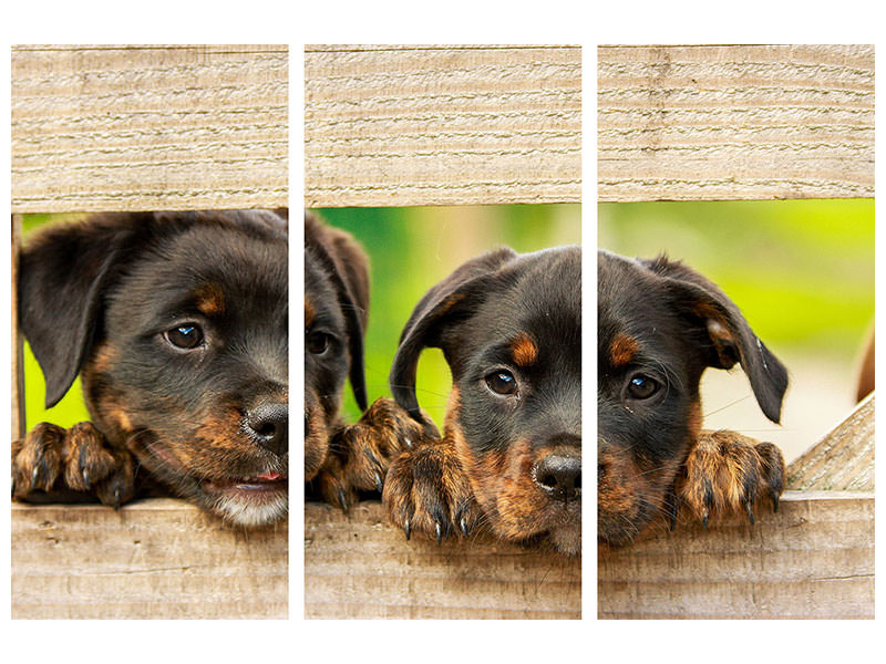 3-piece-canvas-print-2-rottweiler-puppies
