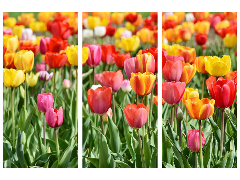 3-piece-canvas-print-a-colorful-tulip-field