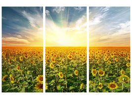 3-piece-canvas-print-a-field-full-of-sunflowers