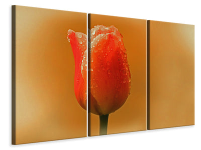 3-piece-canvas-print-a-tulip-in-the-morning-dew