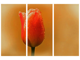 3-piece-canvas-print-a-tulip-in-the-morning-dew
