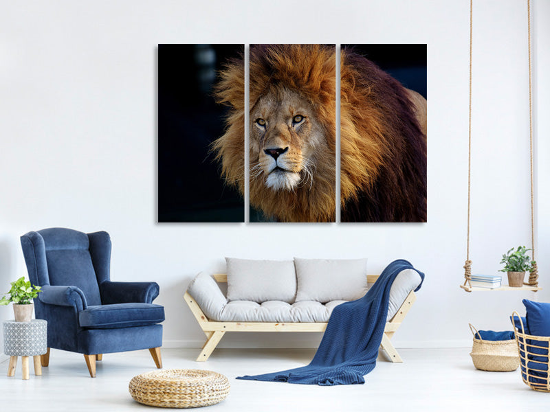3-piece-canvas-print-attention-lion