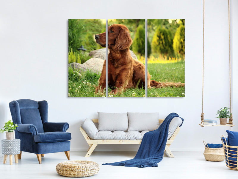 3-piece-canvas-print-attentive-irish-setter