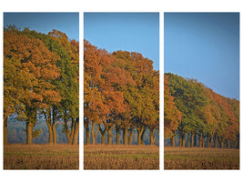 3-piece-canvas-print-beautiful-autumn