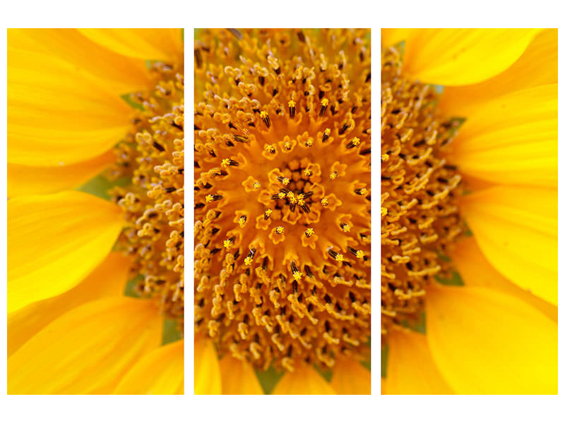 3-piece-canvas-print-beautiful-buds-of-the-sunflower