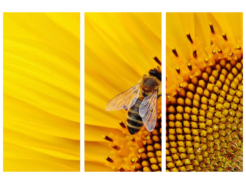 3-piece-canvas-print-bee-on-the-sunflower
