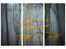3-piece-canvas-print-beech-forest-in-autumn