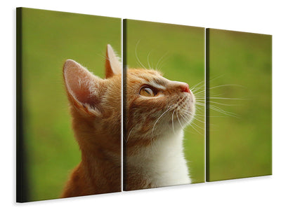 3-piece-canvas-print-cats-nose